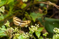 Common Lascar