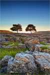 Two Trees II