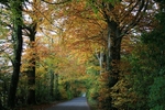 Avenue of Beech trees