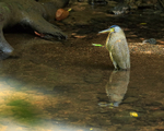 Bare-throated Tiger-Heron, Corcovado National Park, Costa Rica