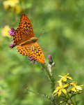 Silver-Washed Fritillary Butterfly