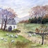 Sheep Grazing