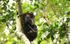 Young chimp