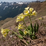 True Oxlip (Primula elatior) also just Oxlip growing with alpine snowbell (Soldanella alpina