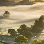 Little tree Little Langdale