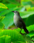 Carib Grackle portfolio