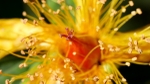 Hypericum Alien”