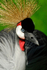 Crowned Crane