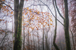 Lost into the Forest