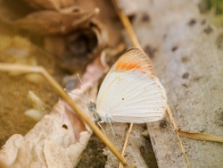 Crimson Tip butterfly
