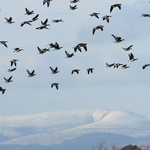 Caerlaverock