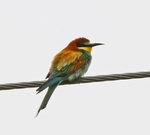 European Bee Eater