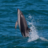 Dusky Dolphin jumping near Kaikoura