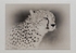 016 Cheetah portrait