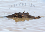 Just Chillin'..