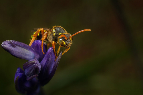 [i]Nomada goodeniana[/i] female on a bluebell flower. Staffordshire garden, May 2016.