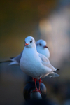 Black headed gulls on a railing in Bristol_0067