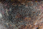 Aurelia aurita (scyphistoma)