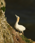 Gannet