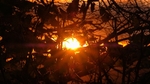 Sun Through Trees F4982