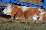 Cattle Egret