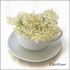 Elderflower
