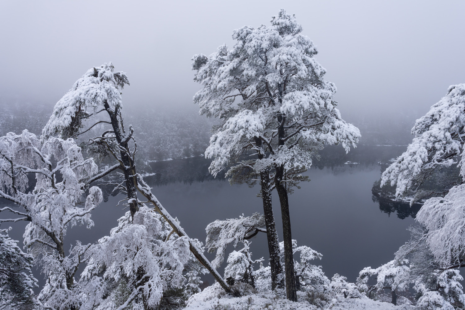 Snow-clad Pines