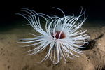 Pachycerianthus multiplicatus