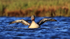 Red-throated Diver raising wings, Floi, Iceland