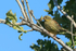 Cirl Bunting m  1604-10571