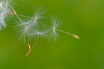Dandelion Seeds