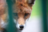 Urban Fox, Bristol _ UR069