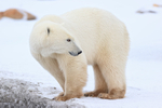 Polar Bear looks back, Churchill, Canada