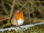 Robin