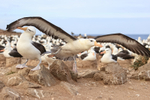 Black-browed Albatross clips another on takeoff, Steeple Jason
