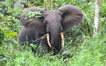 Elephant in Kongou falls
