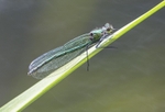 Beautiful Demoiselle