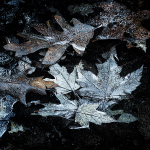 UNDER ICE #21 - BACKUS WOODS, NORFOLK COUNTY