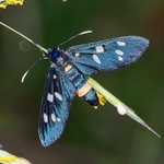 Syntomis phegea (Amata phegea)