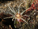 Aulactinia verrucosa