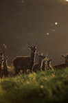 Red Deer _AN068