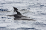 WDP009: Short-finned pilot whales
