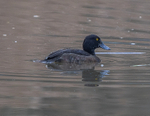 Tufted Duck