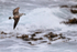 Kelp Gull (juvenile), Cape Peninsula, South Africa