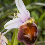 Shield Ophrys (Ophrys biscutella)