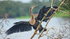 Anhinga or American Darter, Cost Rica