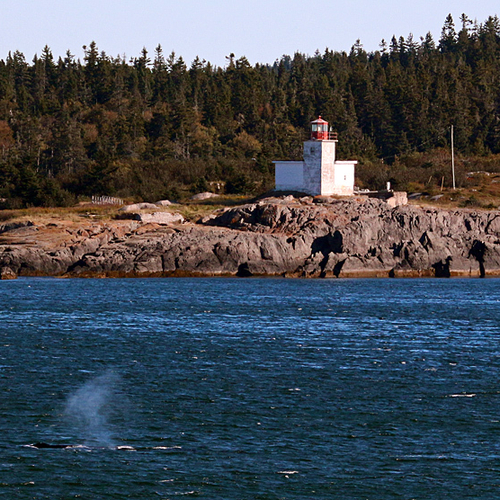 A Finback whale lets off some steam near the Connors Bros. Nature Preserve and Pea Point Lighthouse.