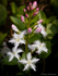 Bogbean