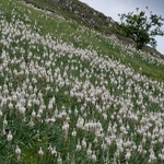 White asphodel  (Asphodelus albus)