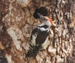 Middle Spotted Woodpecker